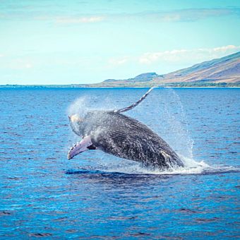 Maui Whale Watch Adventure