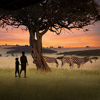 WILD: A Safari Experience at Illuminarium Atlanta