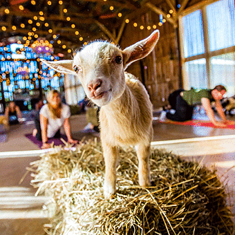 Goat Yoga Experience: Stretch, Breathe, and Play with Adorable Goats