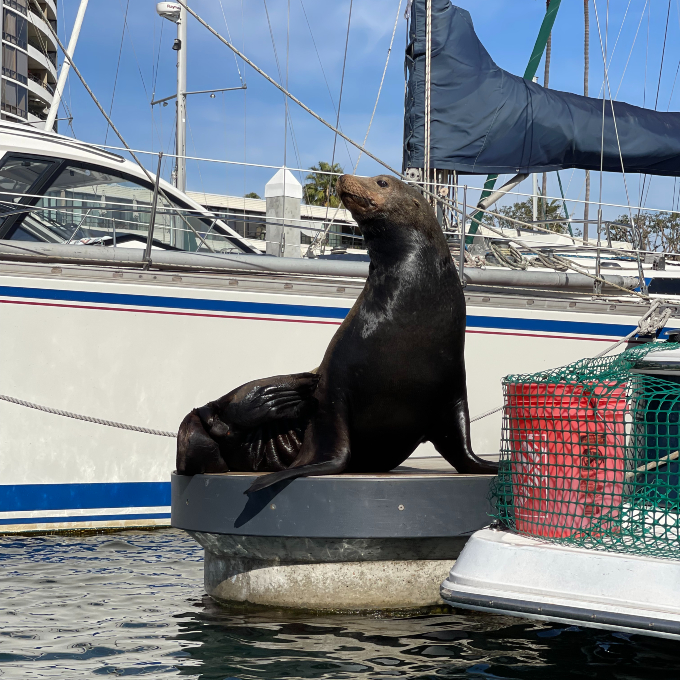 Marina del Rey Kayak and Paddleboard Tour Virgin Experience Gifts