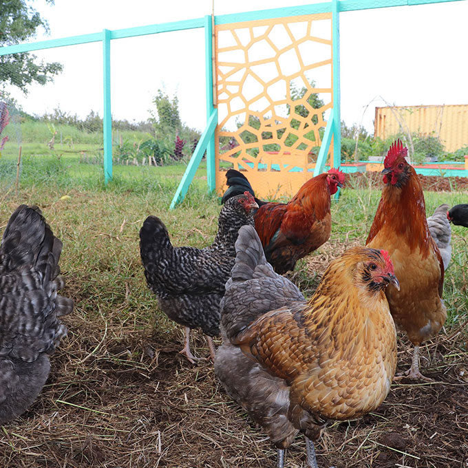 Tour of Kulaniapia Farm