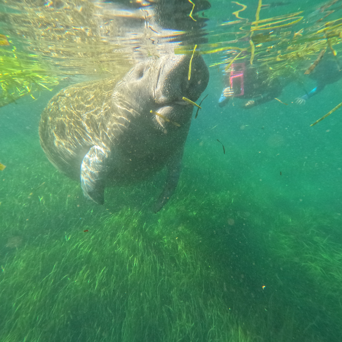 People swimming with manatee