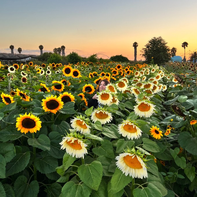 Sunflowers