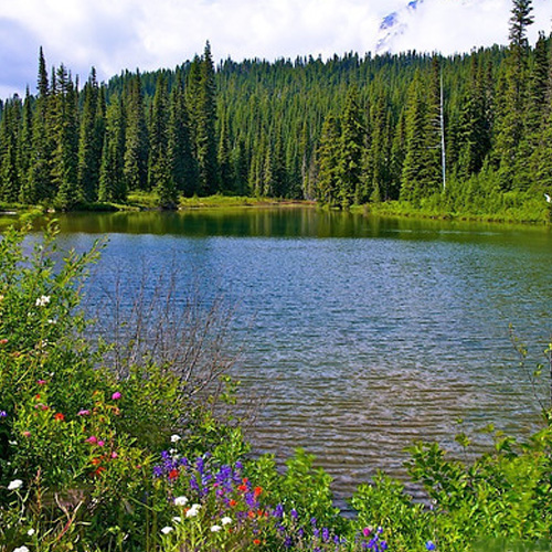 Breath Taking Sights at Mt Rainier in Portland