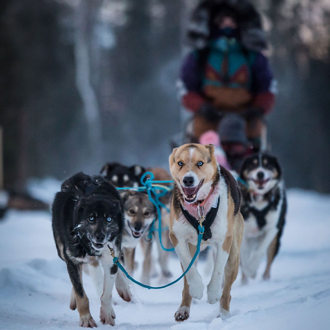 Mushing Experience