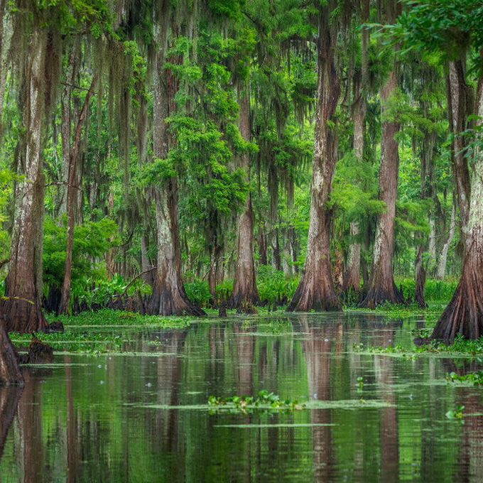 Photograph the Swamps of New Orleans 
