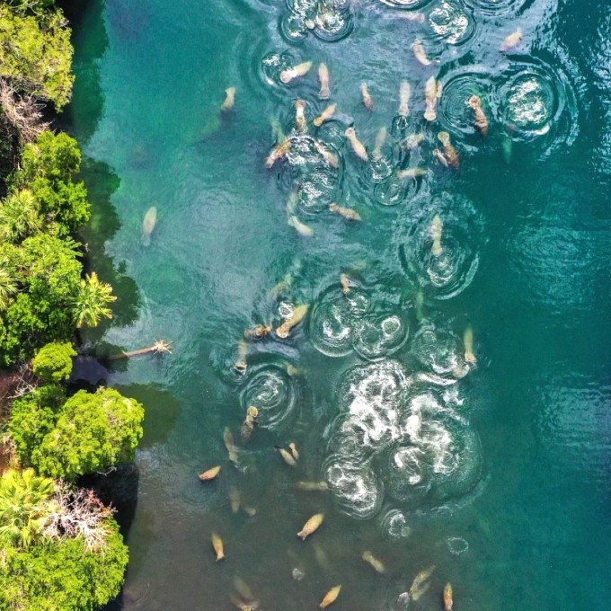 Manatees in water