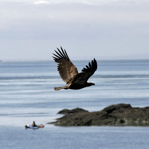 Eagle seen on Wine Tasting and Kayaking Tour of San Juan Islands