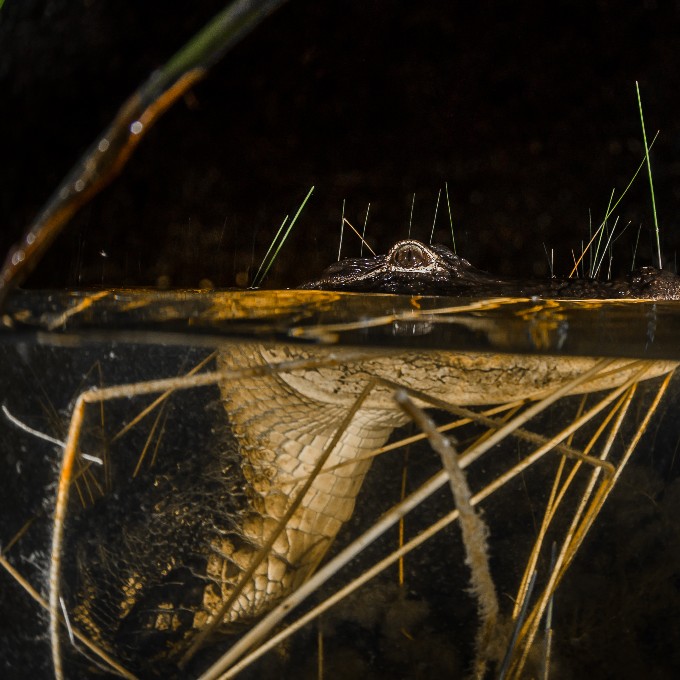 Alligator in water