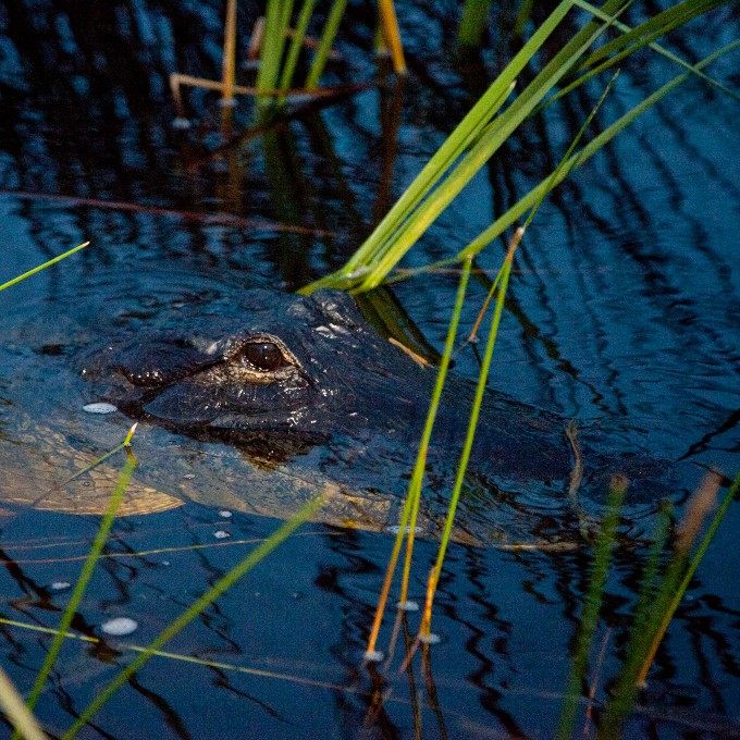 Alligator head surfacing