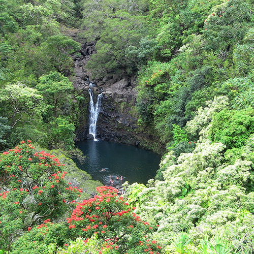 Rain Forest Adventure in Hawaii