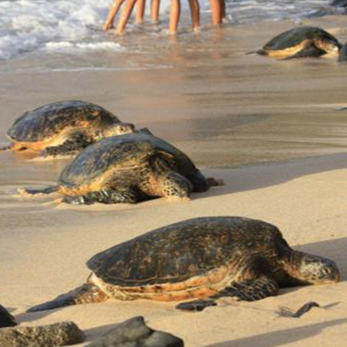 Reverse Hana Road Jeep Tour around Haleakala Virgin Experience Gifts