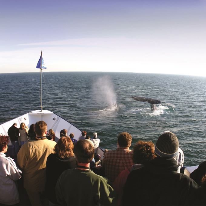 San Diego Whale Watching