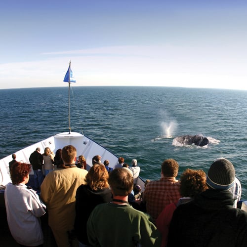 Observing a Whale on Cruise in San Diego