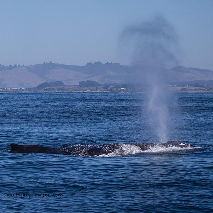 Whale Watching in CA