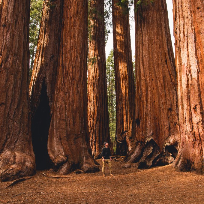 Man in Sequoia National Park