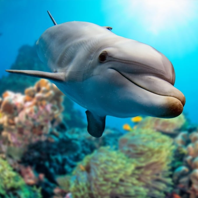 Dolphin in Ocean