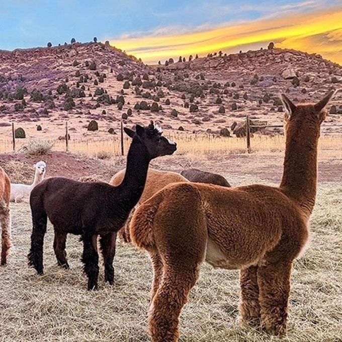 Sunset Alpacas