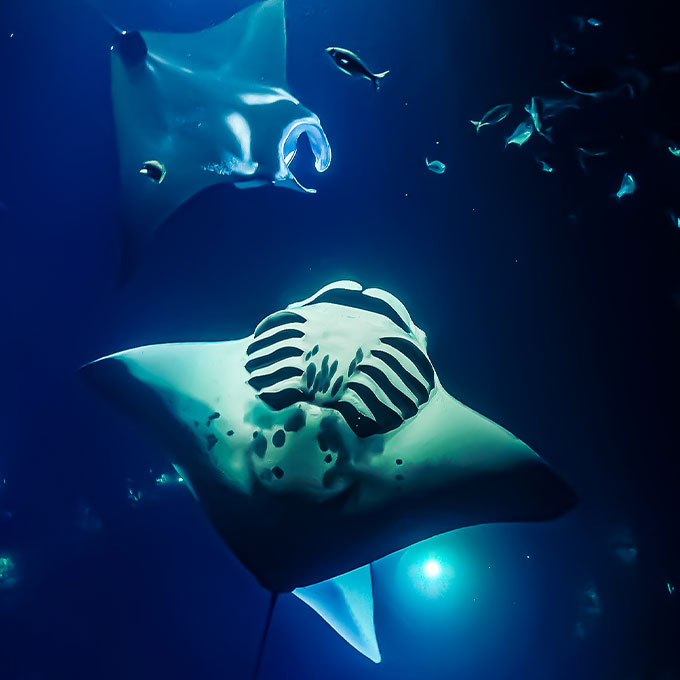 4 Days 3 Nights Manta Ray Adventure