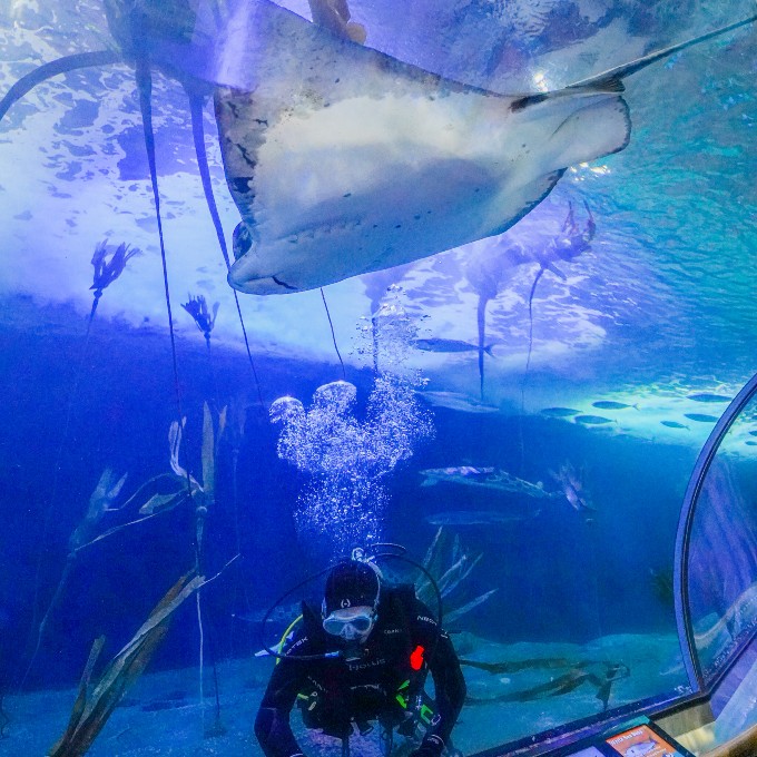 Diver with sting ray