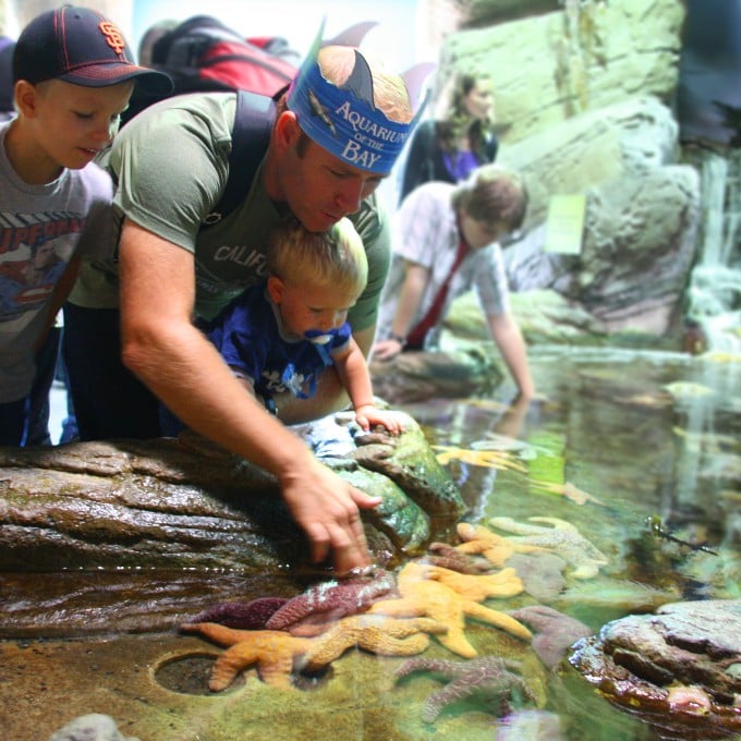 Father and son touching starfish