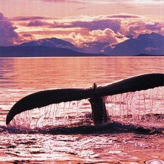 Whale Watching Kayak Tour in San Diego