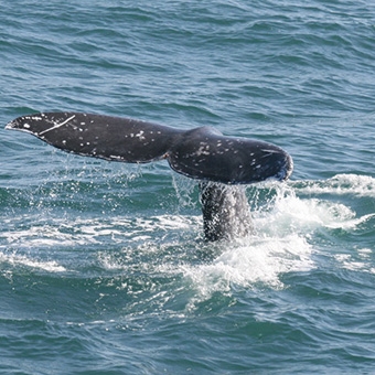 San Diego Whale Watching Cruise