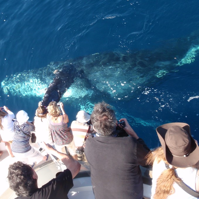 Group viewing whale